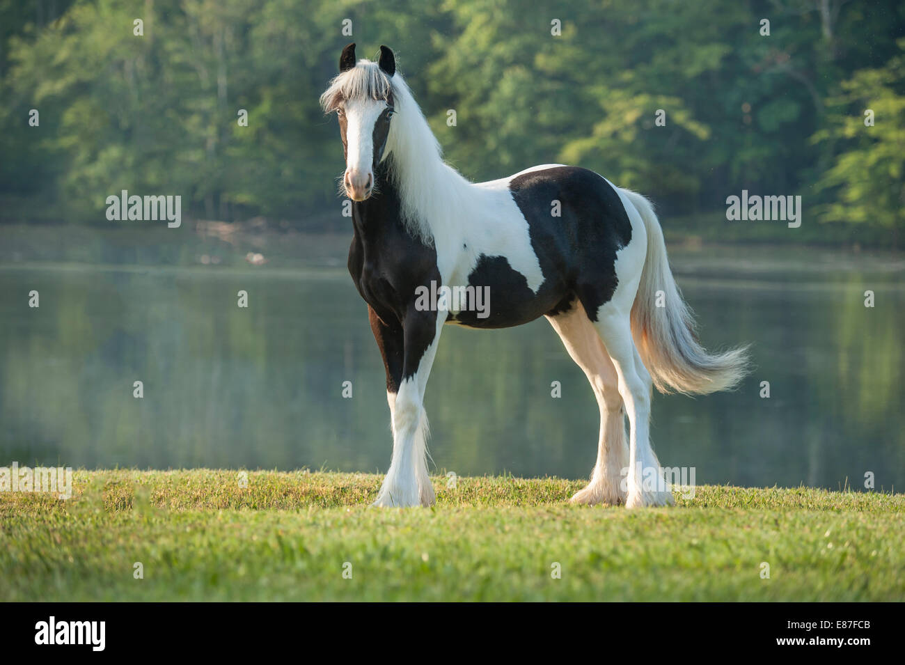 Gypsy Vanner cheval pouliche se distingue par le lac Banque D'Images