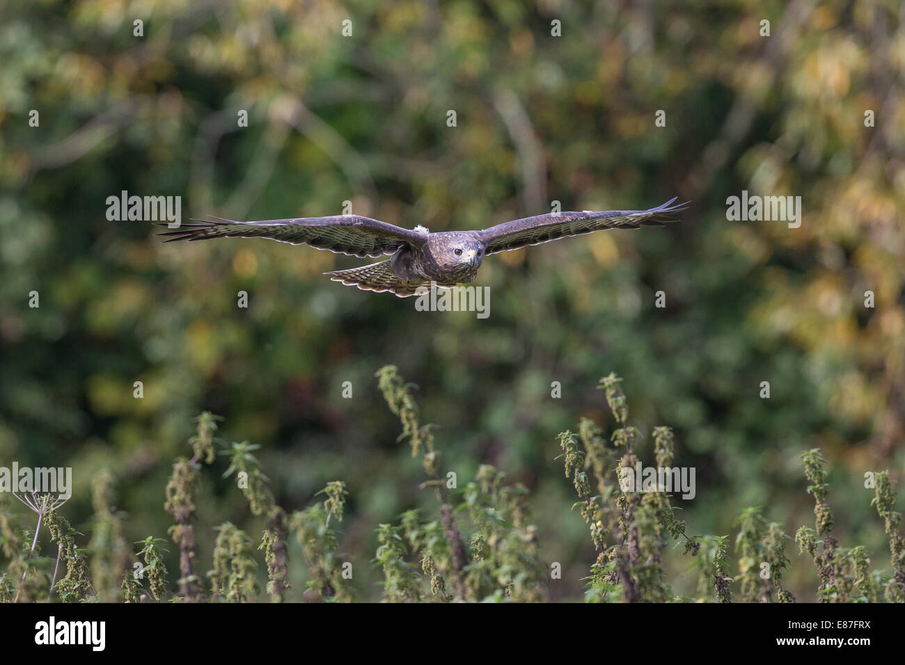Buse variable (Buteo buteo) en vol au dessus de terres agricoles Banque D'Images