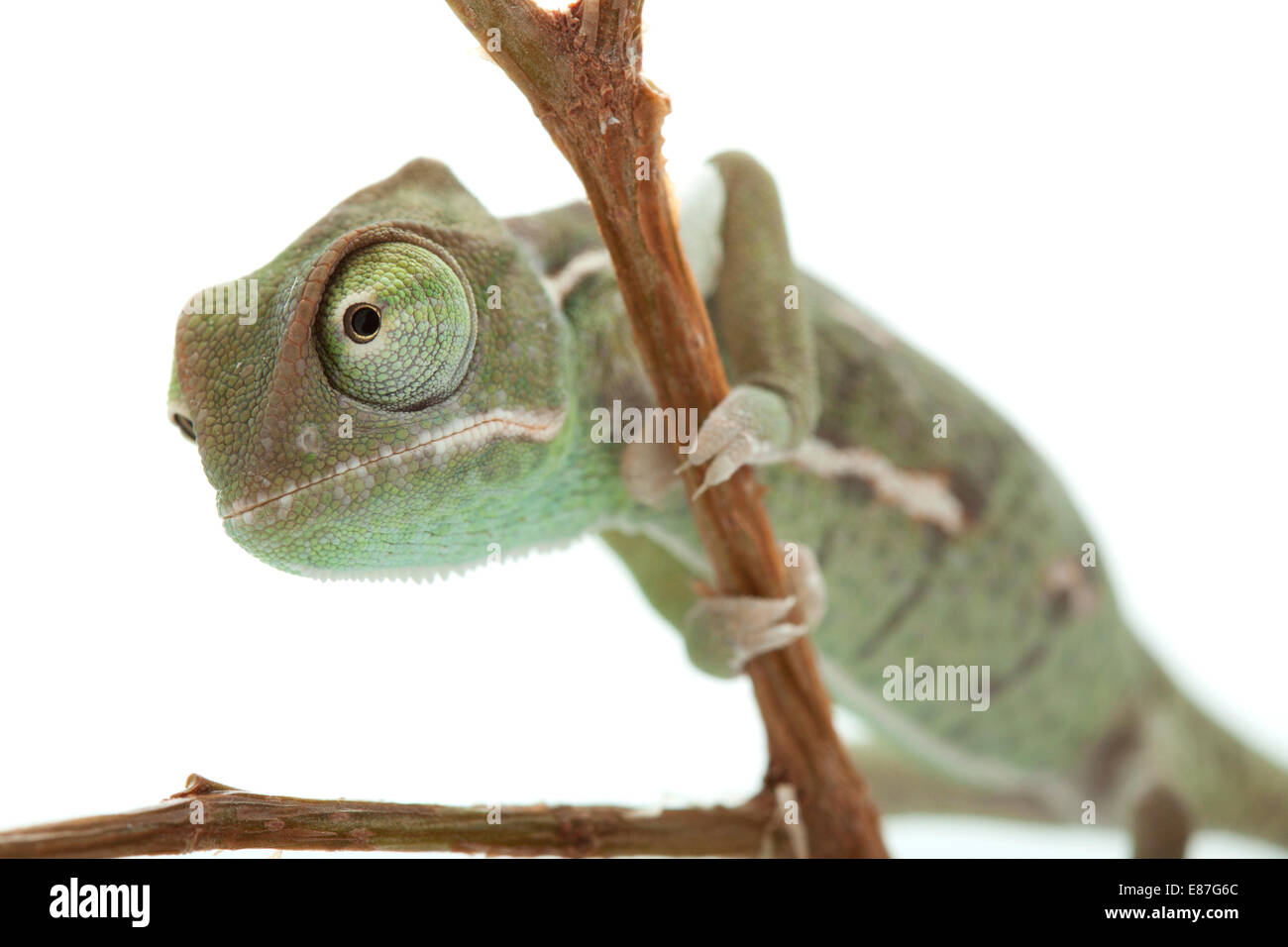 Bebe Cameleon Concentre Sur Les Yeux Photo Stock Alamy