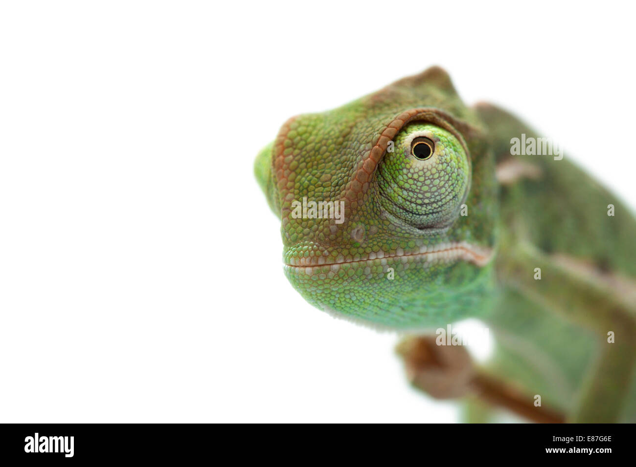 Bebe Cameleon Concentre Sur Les Yeux Photo Stock Alamy