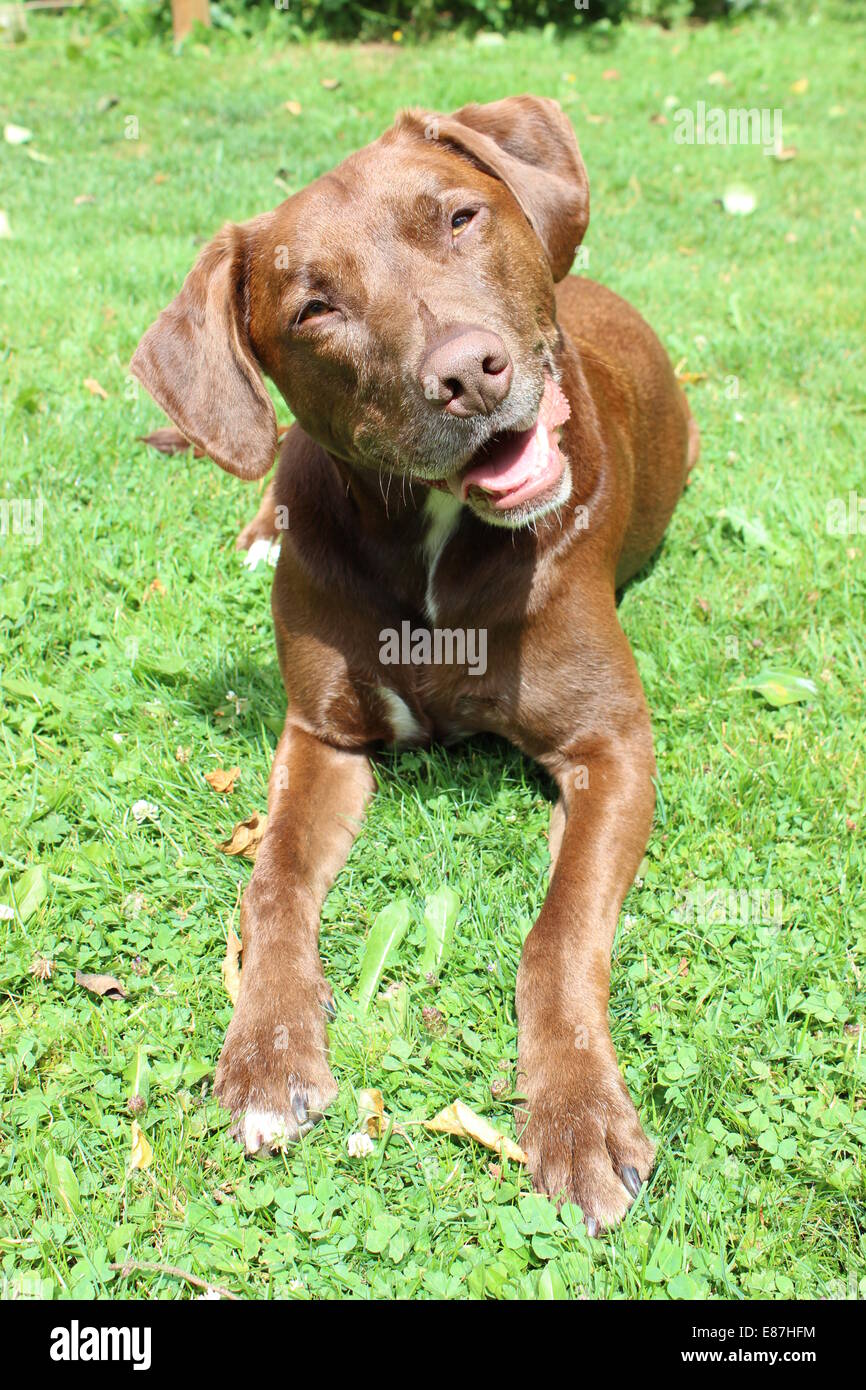 Heureux Brown Lab Puppy Banque D'Images