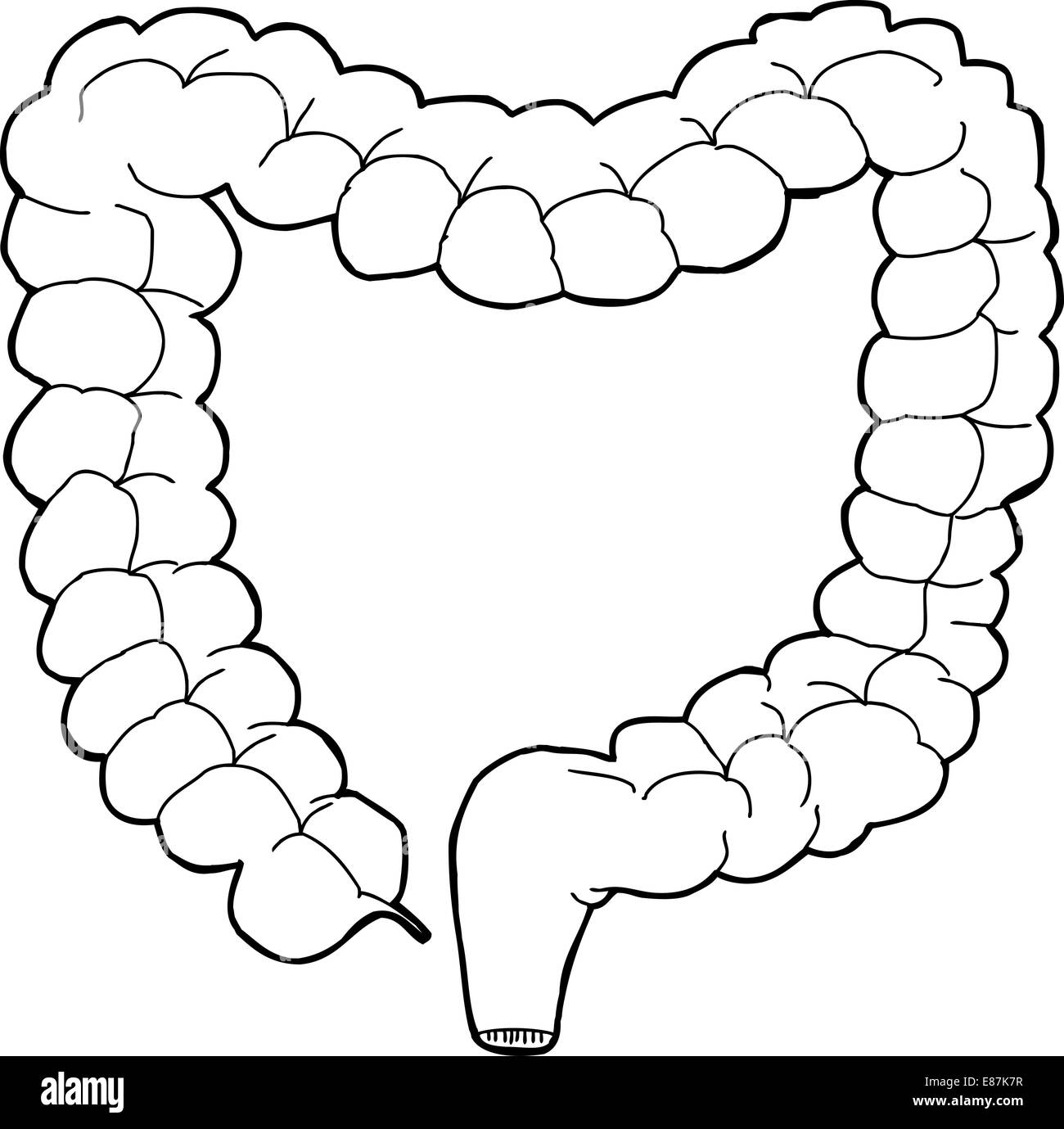 Gros intestin humain dessinés à la main, contours cartoon Banque D'Images