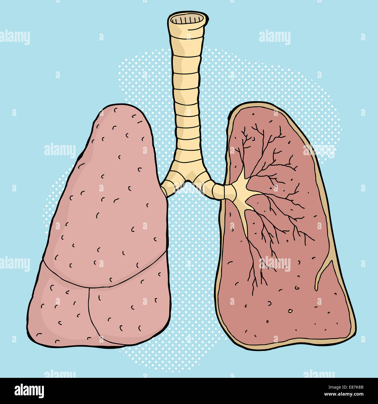 Caricature de poumons humains présentant une section de lobes Banque D'Images