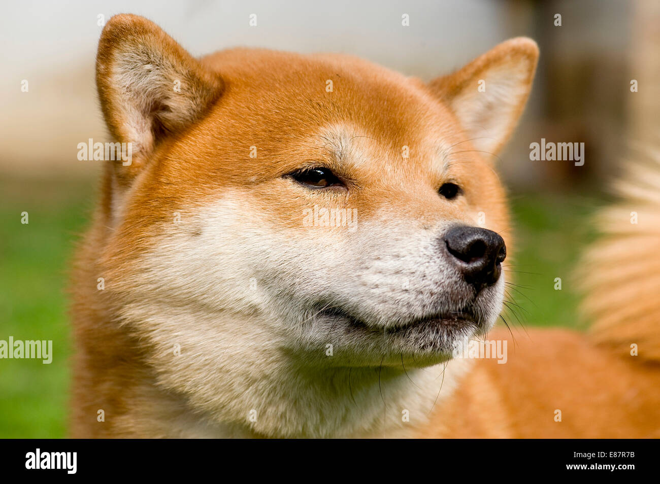 Shiba Inu, race de chien, portrait Banque D'Images