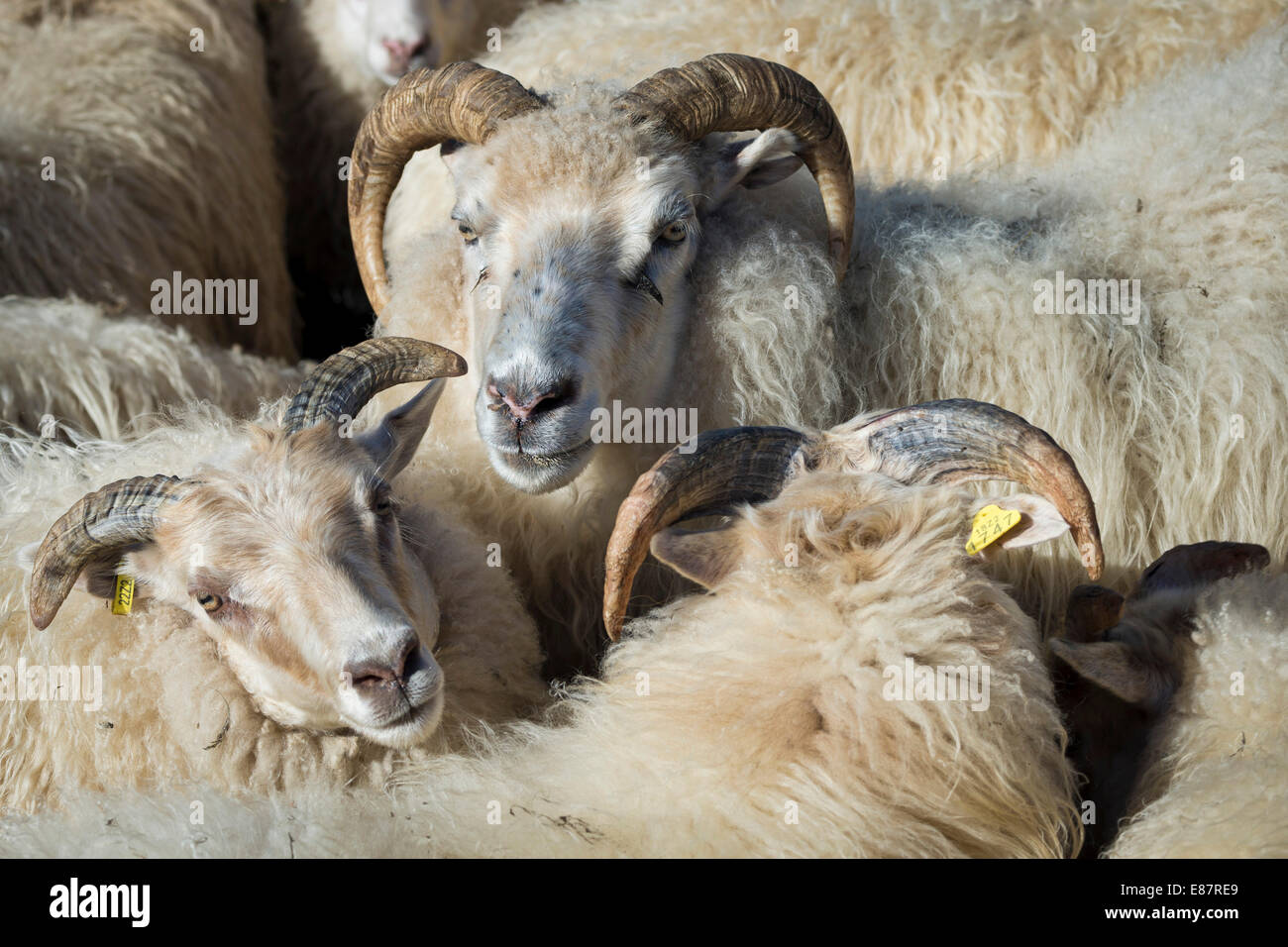 Troupeau de moutons dans un enclos de moutons, la transhumance, près de Höfn, Islande Banque D'Images