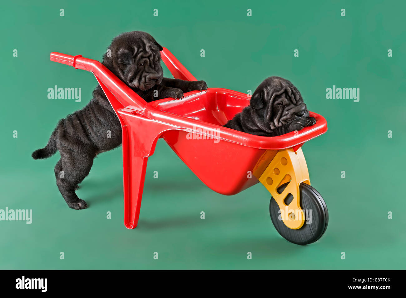 Shar-Pei ou Chinois Shar-Pei, chiots, mâles, 8 semaines, couleur rouge Banque D'Images