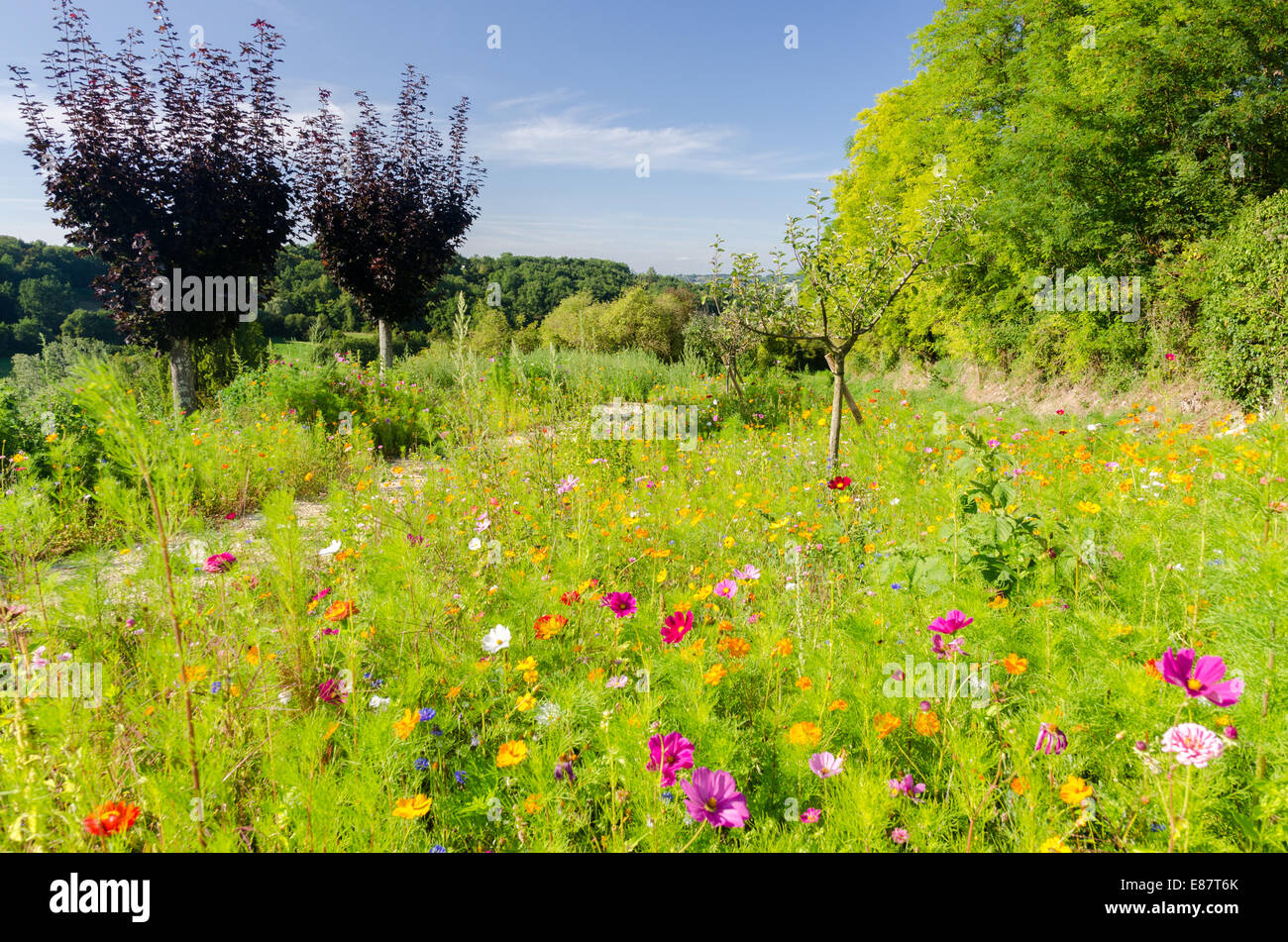 Domaine de fleurs sauvages poussant dans le vieux village de Gensac dans la Gironde Région du sud ouest de la France Banque D'Images