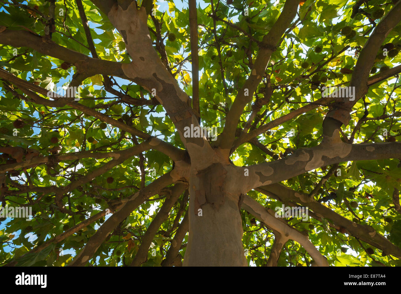 American Sycamore Platane ou américains (Platanus occidentalis) avec des fruits, de l'Allemagne Banque D'Images