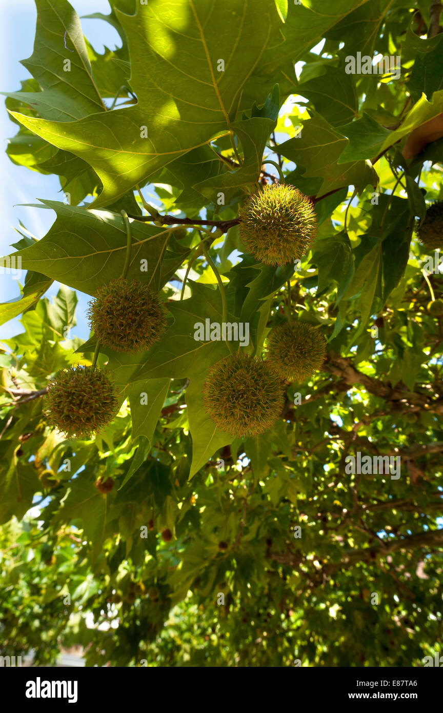 American Sycamore Platane ou américains (Platanus occidentalis) avec des fruits, de l'Allemagne Banque D'Images