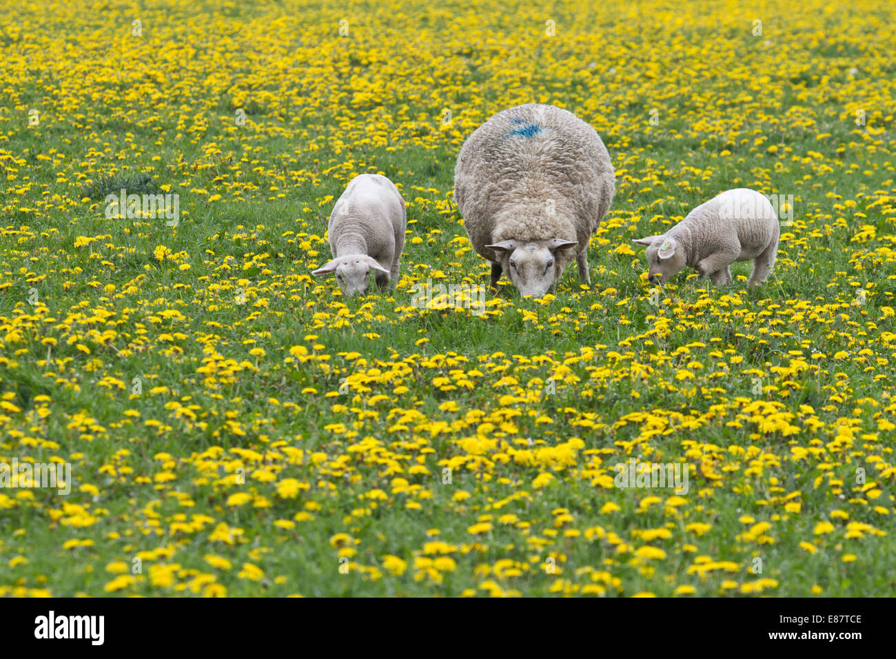 (Ovis orientalis) avec deux agneaux bélier dans l'alimentation le pissenlit prairie, Texel, Pays-Bas Banque D'Images