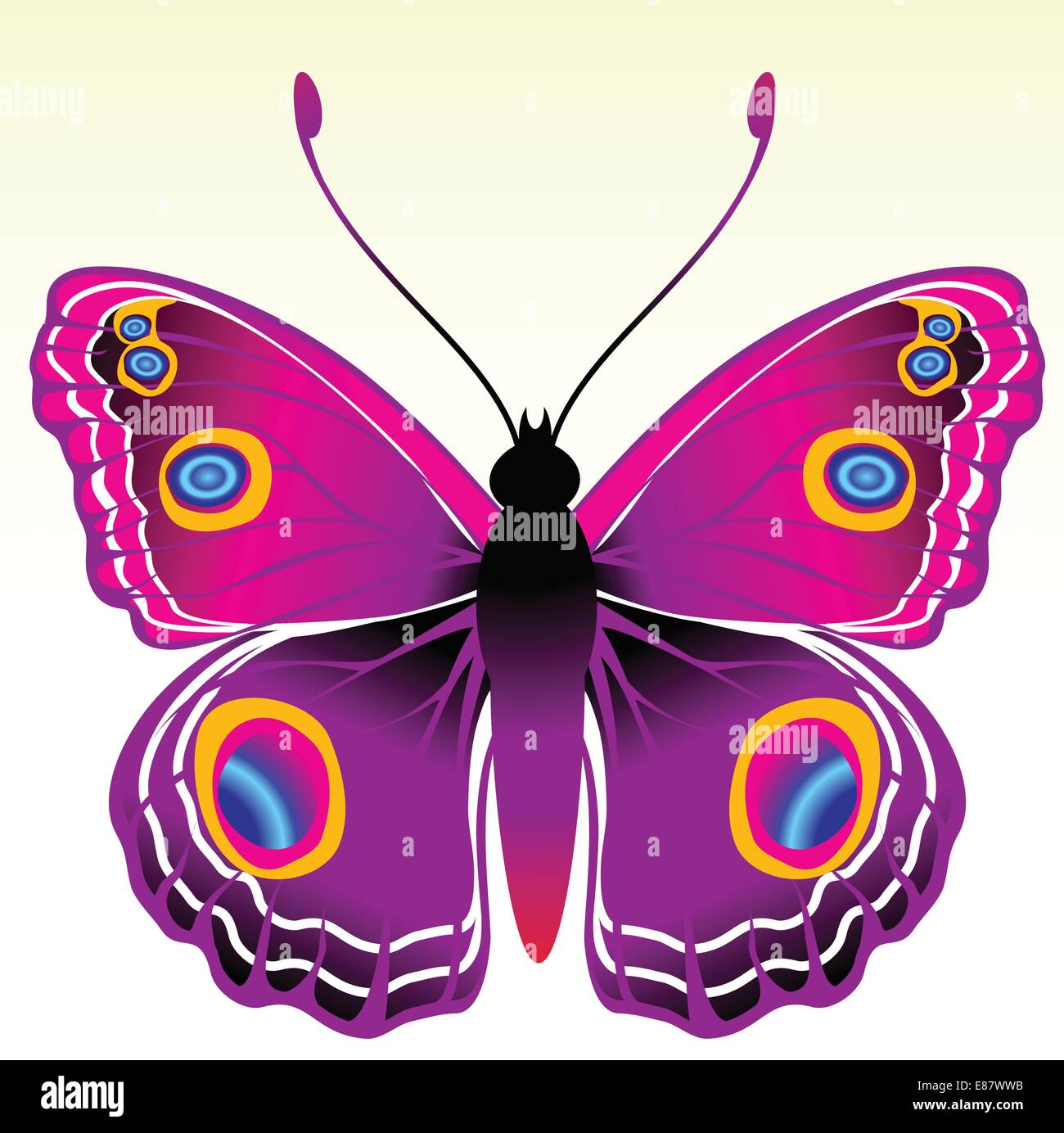 Illustration Vecteur De Couleur Vive Detaillee Papillon Image Vectorielle Stock Alamy Illustration Vecteur De Couleur Vive Detaillee Papillon Image Vectorielle Stock Alamy