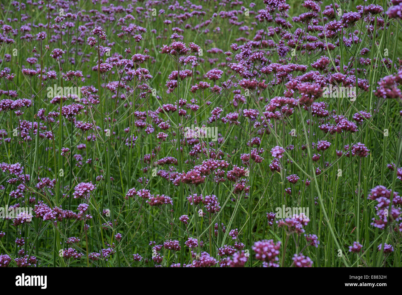 Purpletop verveine (Verbena bonariensis) Flowers in garden Cornwall England UK Europe Août Banque D'Images