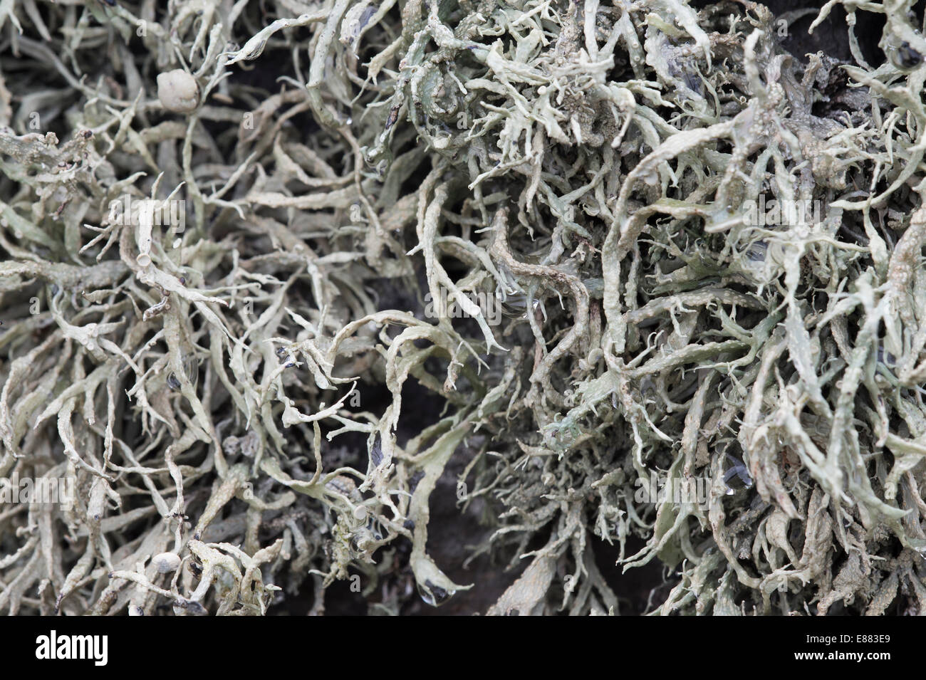 De plus en plus siligaosa lichen Ramalina Dale Fort Haverfordwest Pembrokeshire Wales UK Europe Banque D'Images