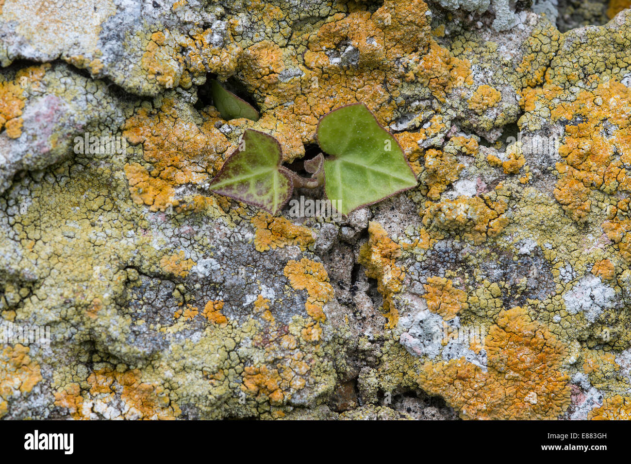 Xenthoria parietina lichen couvrant bâtiment ancien mur de pierre, nouvelle ivy Skomar Pembrokeshire Wales Island UK Europe Banque D'Images