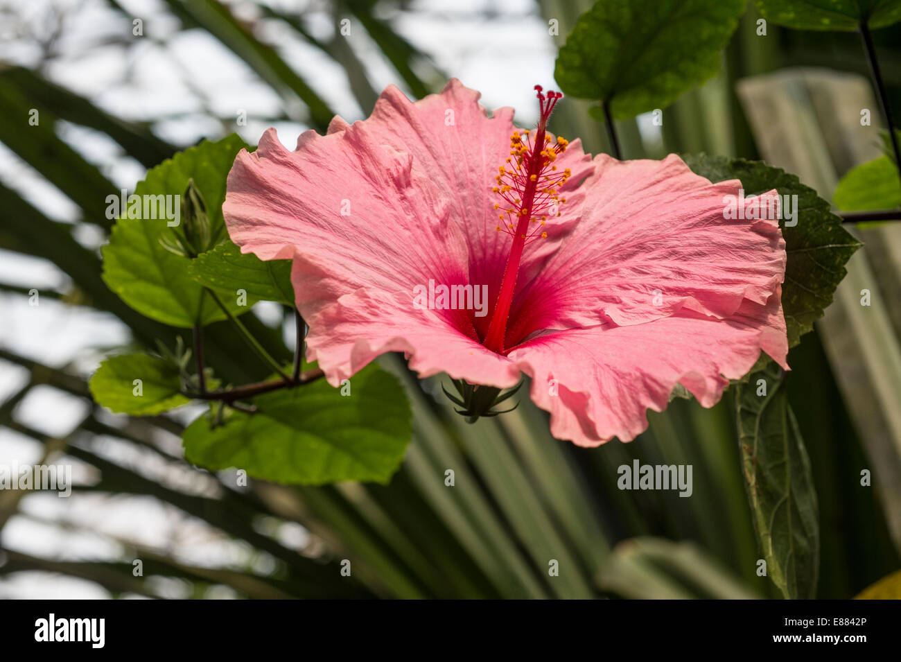 Hibiscus (Hibiscus sp.) Projet Eden Garden Cornwall England UK Europe Août Banque D'Images