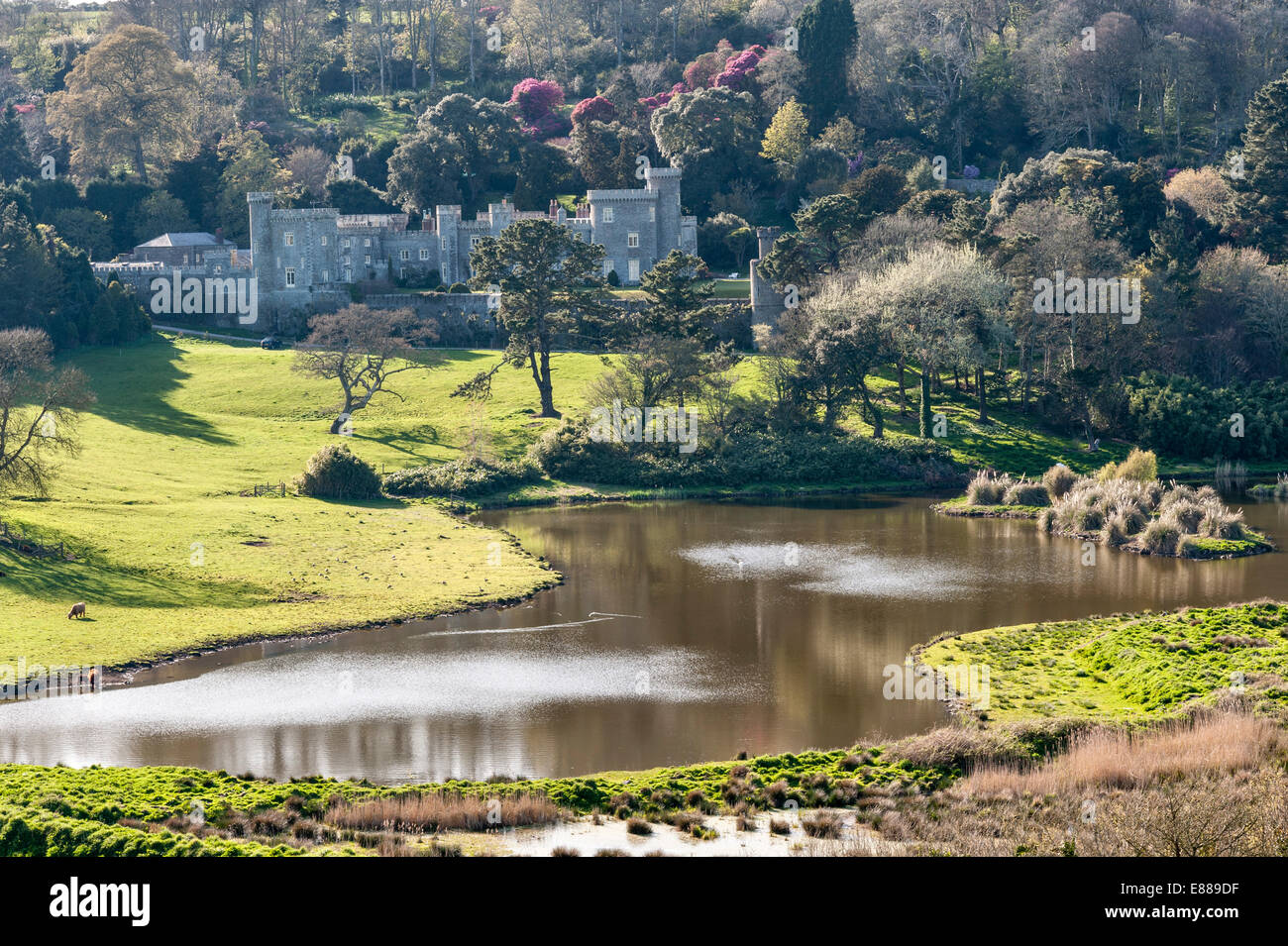 Château de Caerhays, Cornouailles, Royaume-Uni. Conçu par John Nash et terminé en 1810. Les jardins sont célèbres pour leurs rhododendrons et magnolias au printemps Banque D'Images