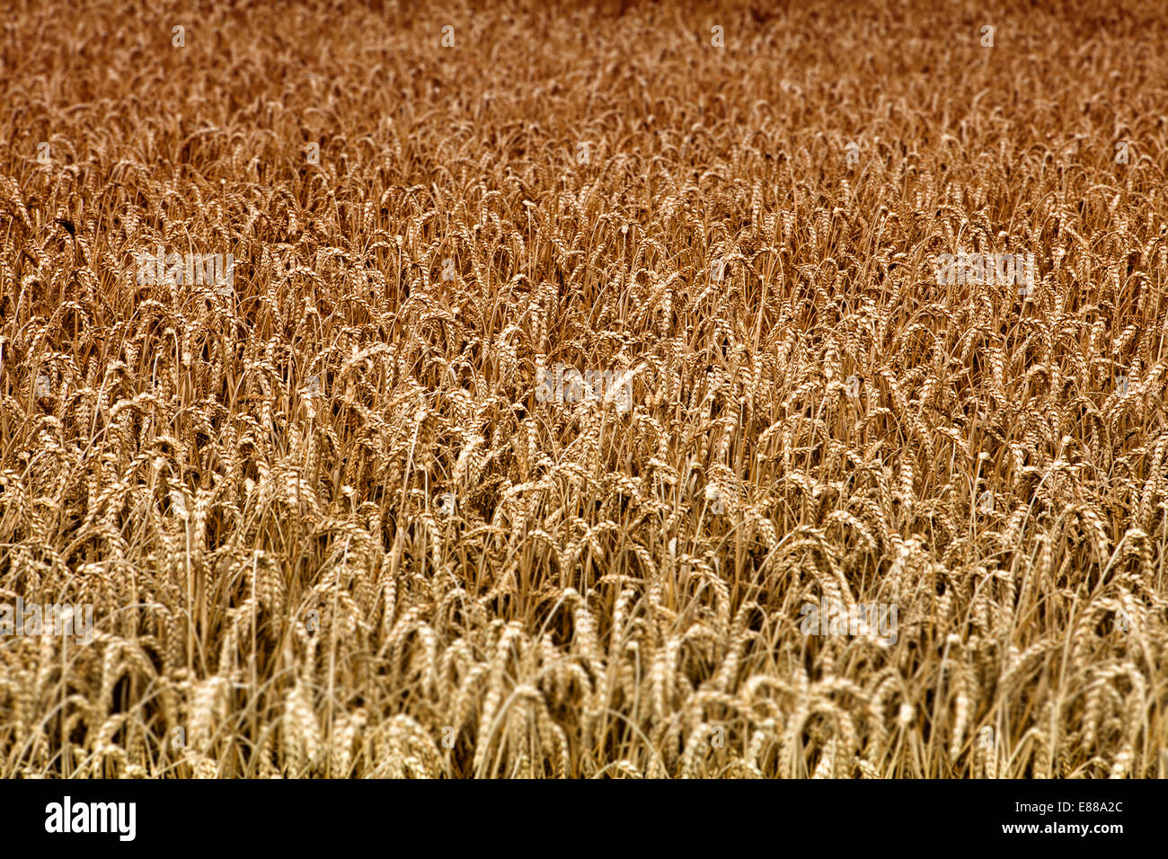 Les grains mûrs champ près de Warburg, Warburger Boerde, Plaine-du-Nord - Westphalie, Allemagne, Europe, Banque D'Images