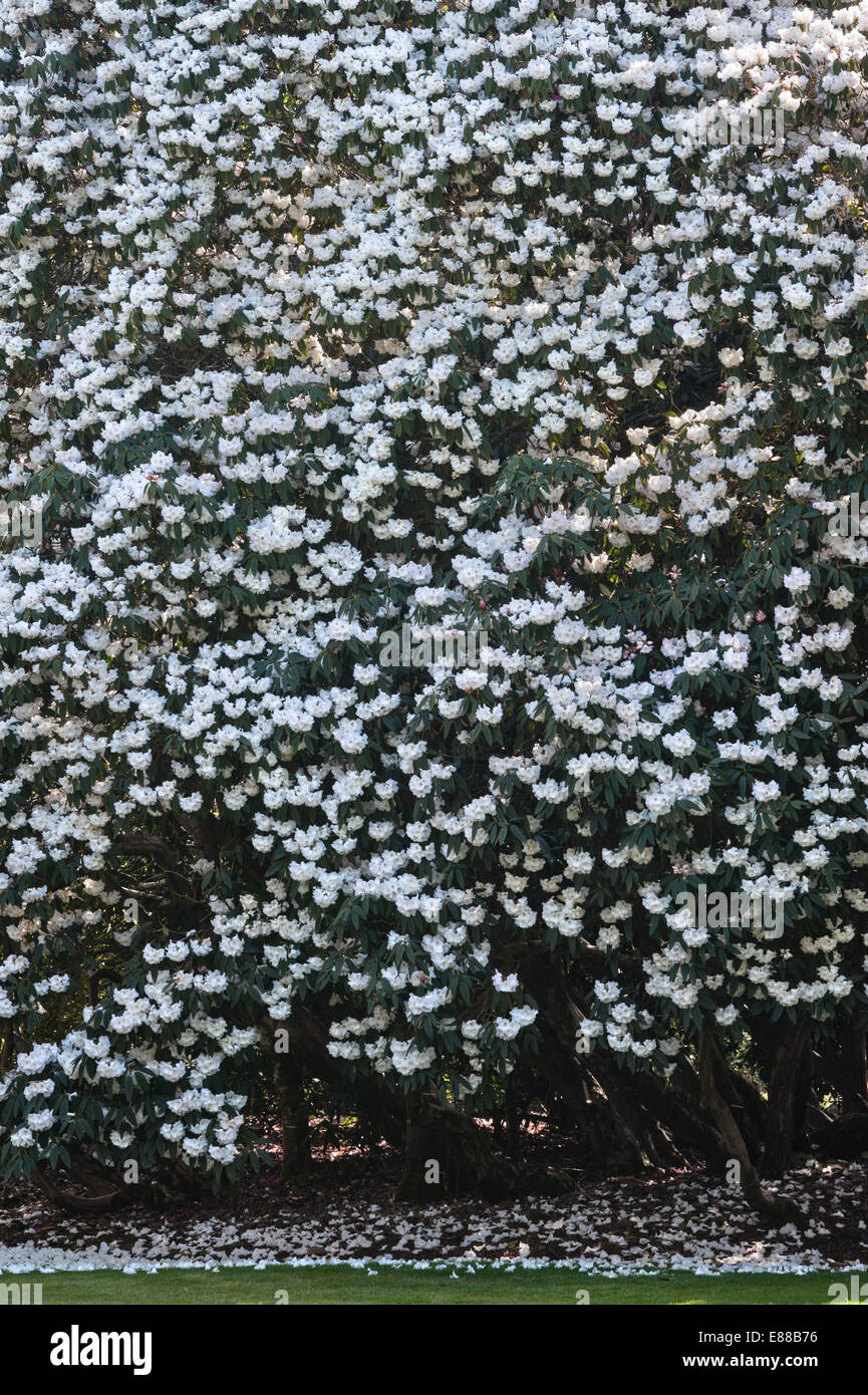Trewithen Gardens, Truro, Cornouailles, Royaume-Uni. Le jardin est rempli de spectaculaires rhododendrons et azalées au printemps Banque D'Images