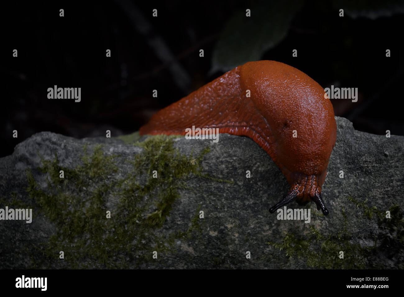 Limax cinereoniger de ramper vers le bas d'un rocher Banque D'Images