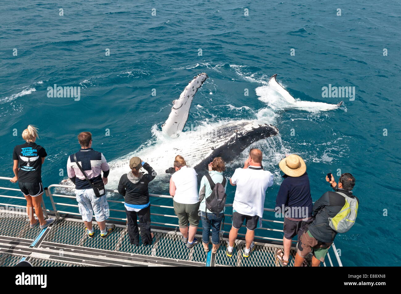 Les observateurs de baleines l'affichage d'une baleine à bosse (Megaptera novaeangliae) violer, Hervey Bay, Queensland, Australie, Pacifique Banque D'Images