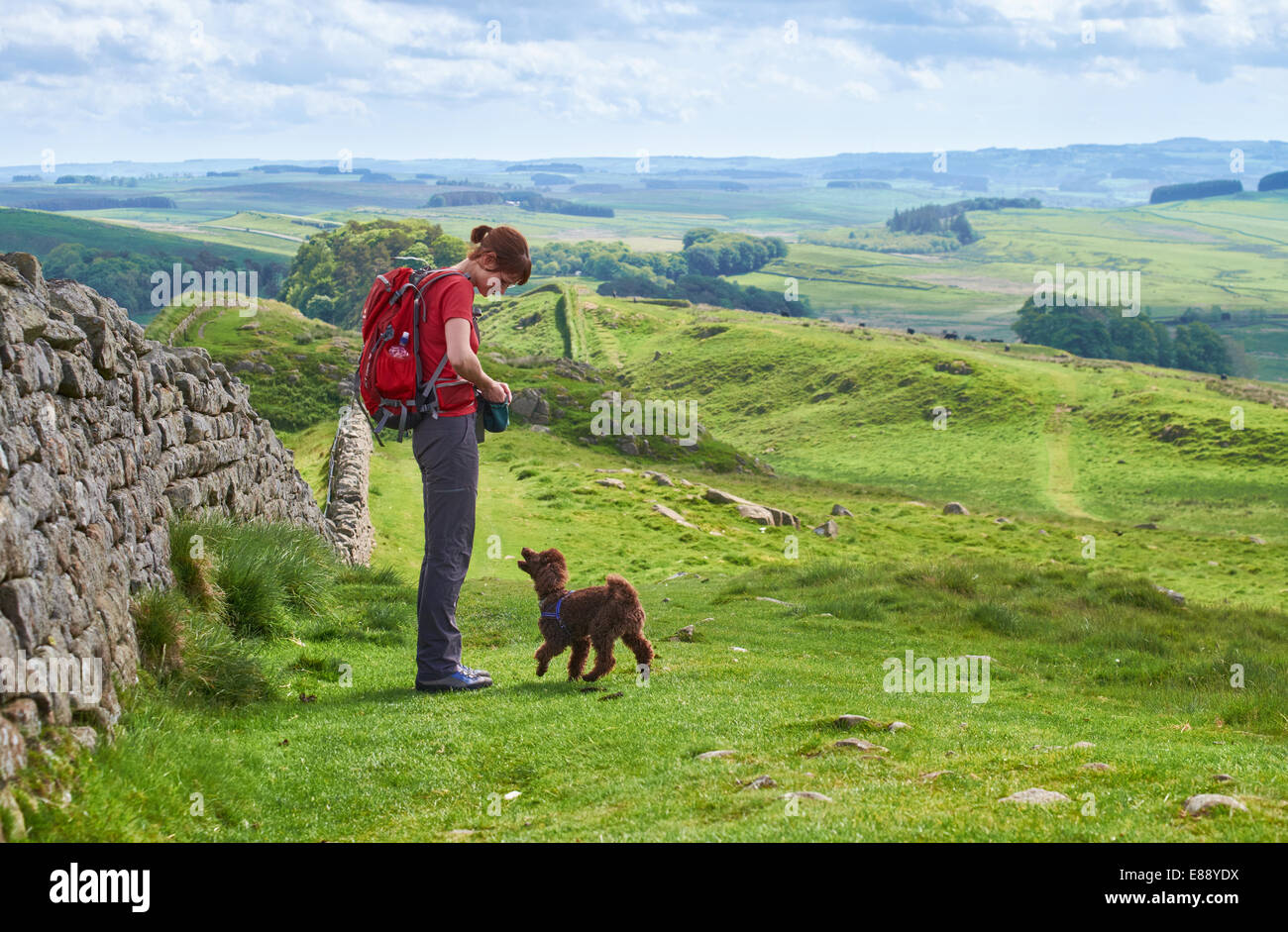 Un randonneur marchant leur chien au mur d'Hadrien, dans le Northumberland, Angleterre du Nord-Est. Banque D'Images