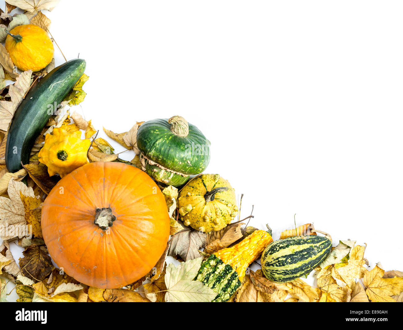 Composition des citrouilles, courges d'été et des feuilles mortes avec l'espace blanc Banque D'Images