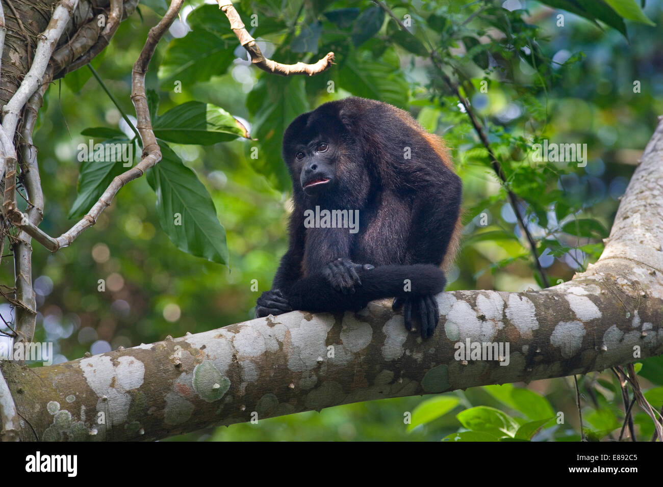 Singe hurleur noir - Alonatta caraya Banque D'Images