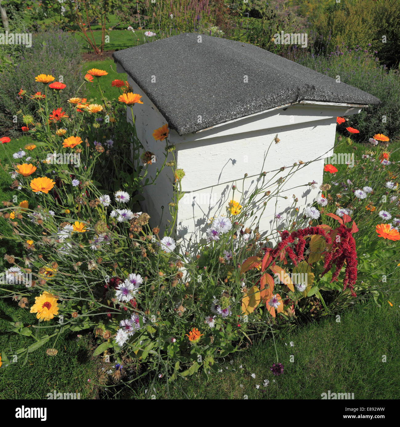 Dans le jardin d'herbes de ruche à Houghton Hall, Norfolk, Angleterre, Royaume-Uni. Banque D'Images