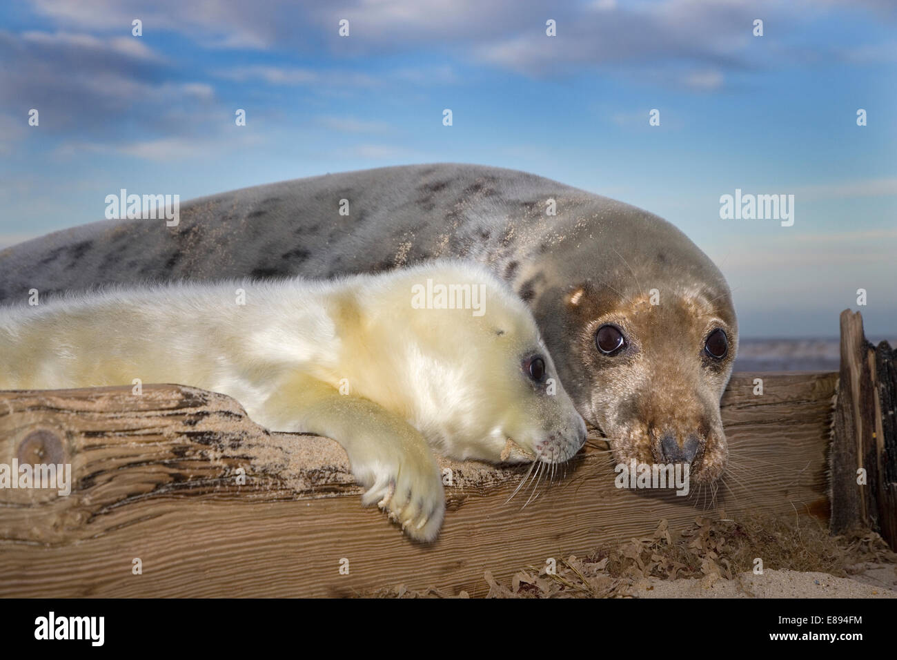 - Le phoque gris Halichoerus grypus Banque D'Images