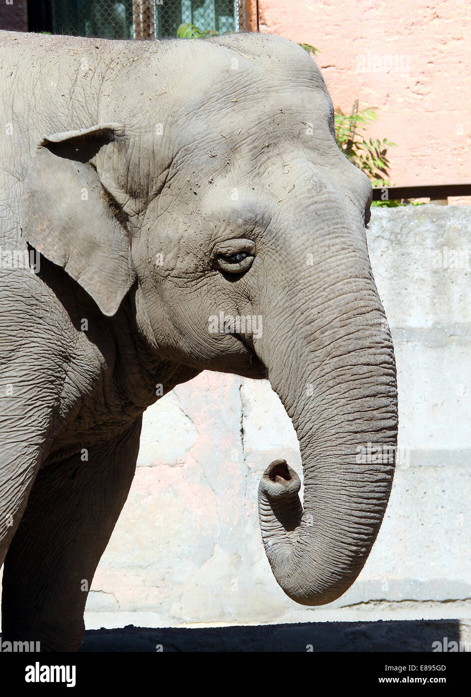 Dans l'éléphant du zoo avec du sable de refroidissement Banque D'Images