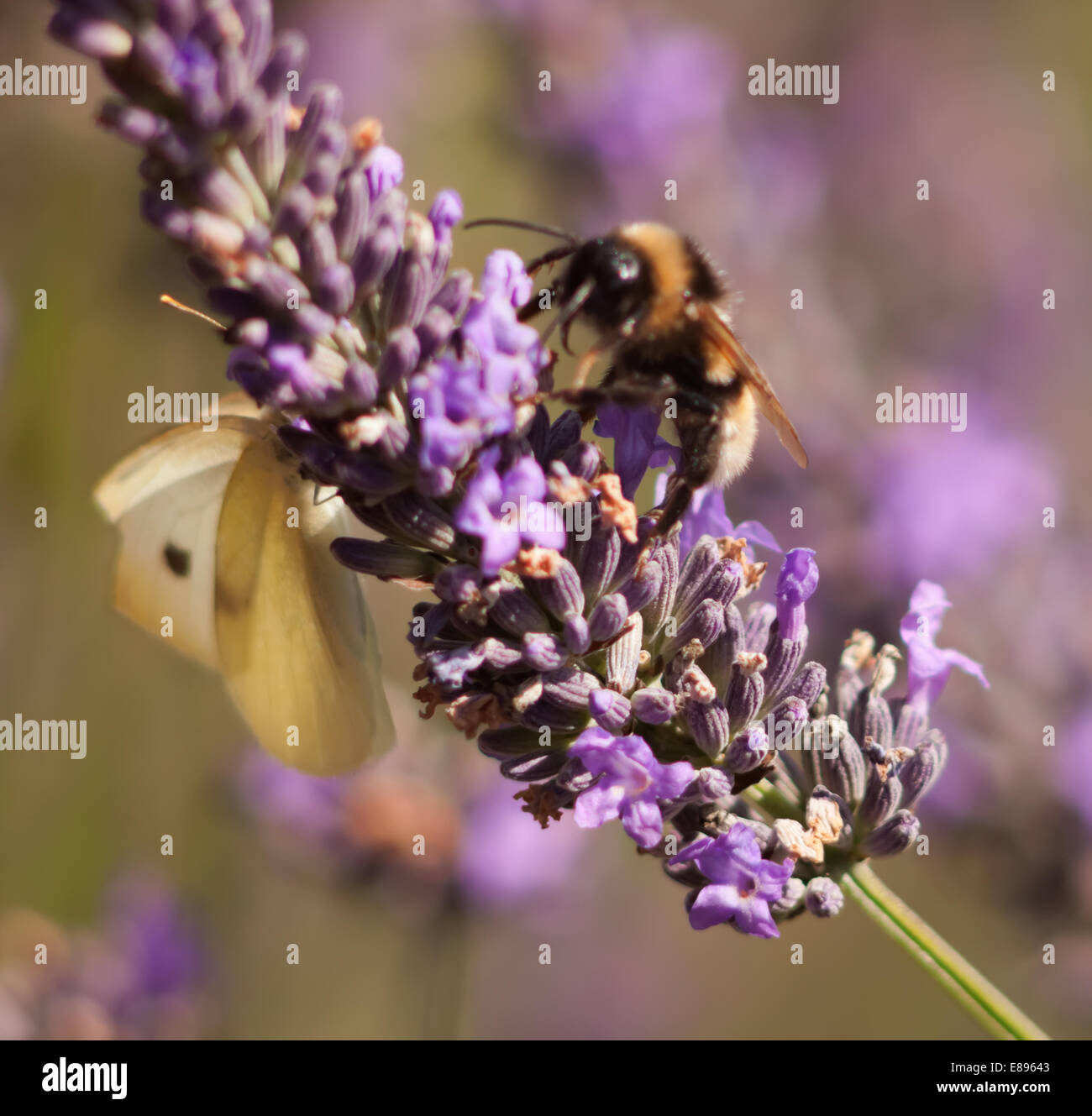 Bourdon sur plante lilas Banque D'Images