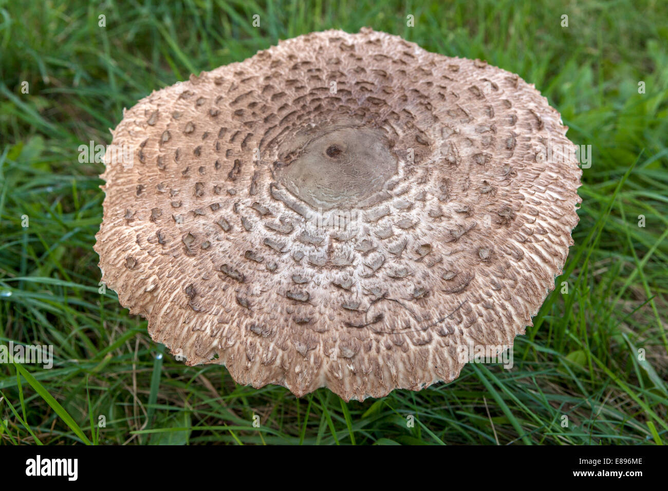 Macrolepiota procera parasol Mushroom, d'excellents champignons comestibles dans les herbes herbacées de jardin de prairie Banque D'Images