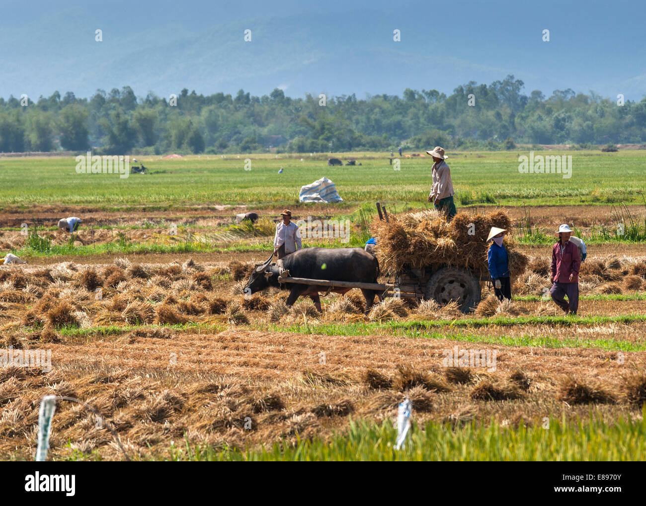 Les agriculteurs charger manuellement sur un panier de paille contre le vert et le fond jaune. Banque D'Images