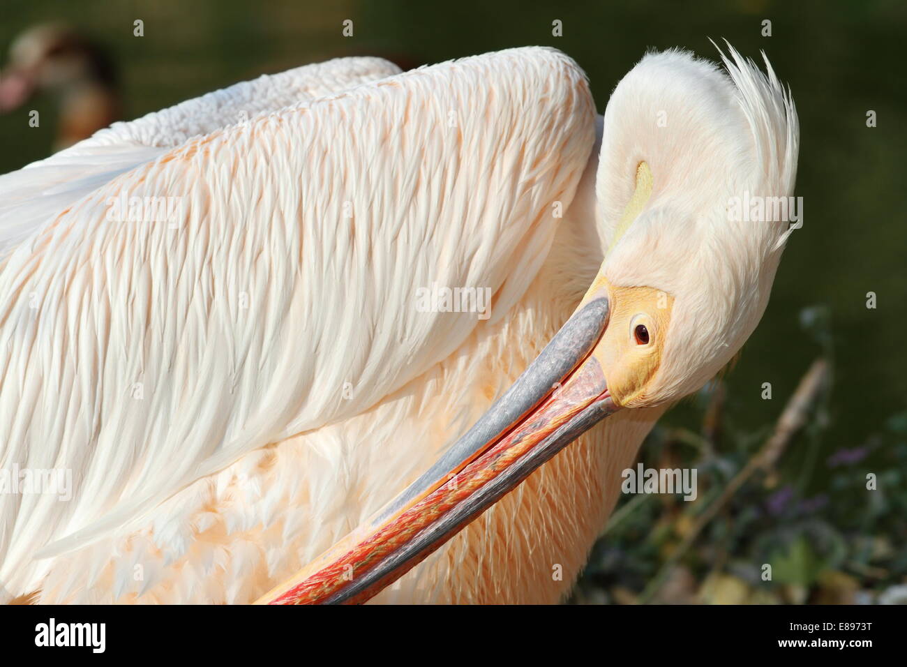 Grand pelican Pelecanus onocrotalus ( ) se lissant ses plumes Banque D'Images