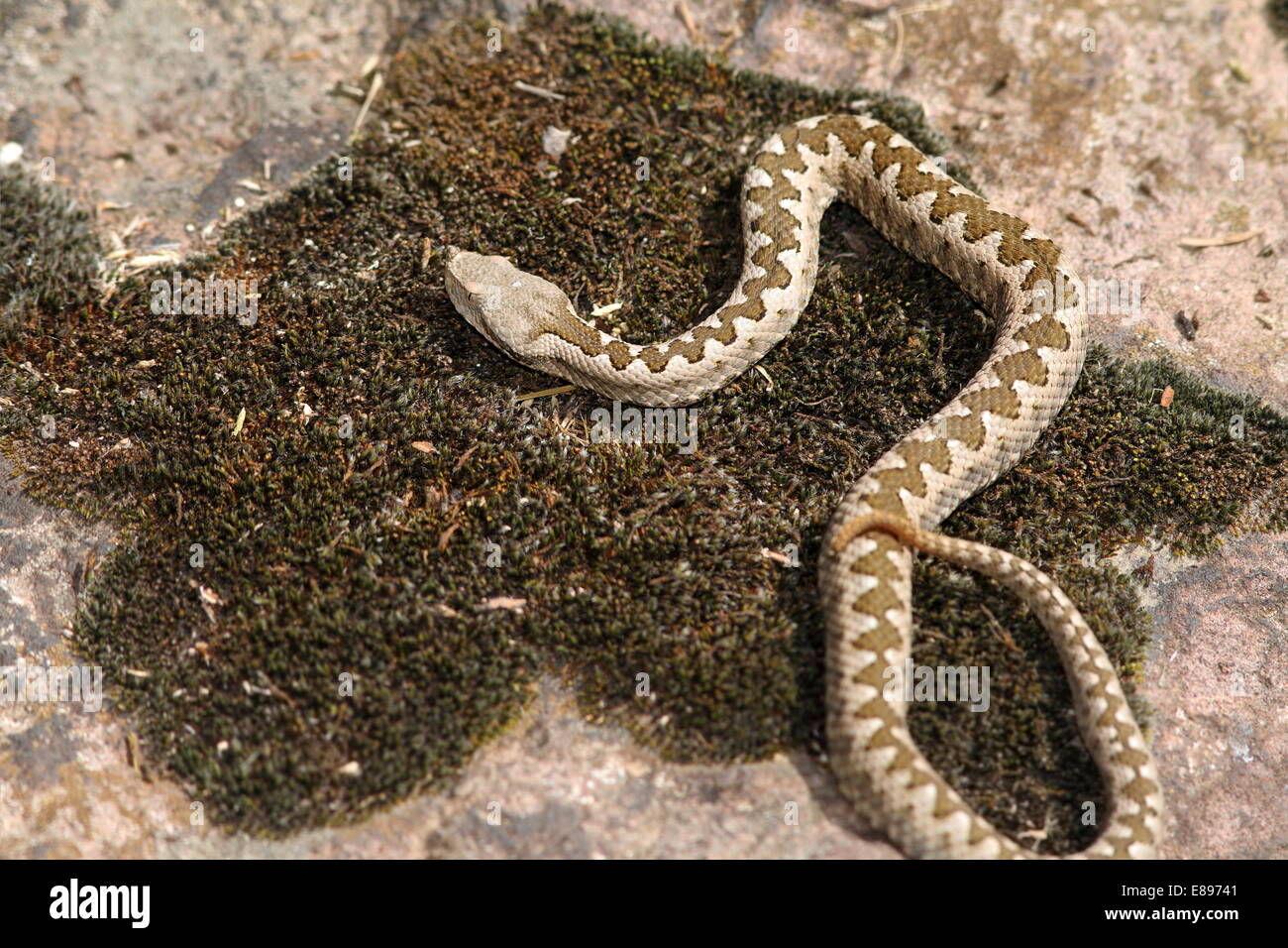Long Nez juvénile ( vipère Vipera ammodytes ) au soleil sur une pierre recouverte de mousse Banque D'Images