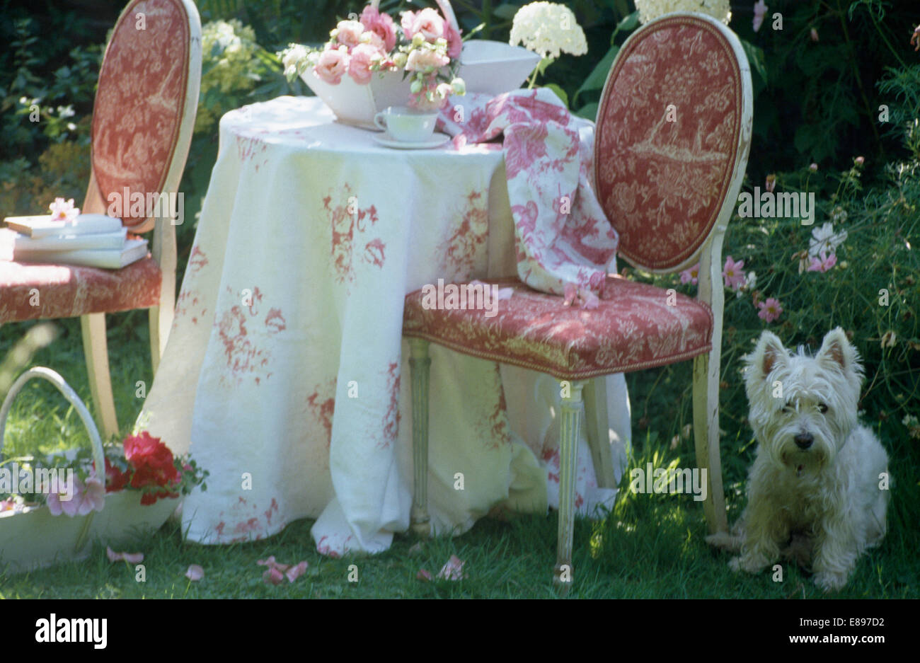 West Highland Terrier à côté de rose +blanc à table avec chaise capitonnée en tissu à motifs rose en pays jardin Banque D'Images