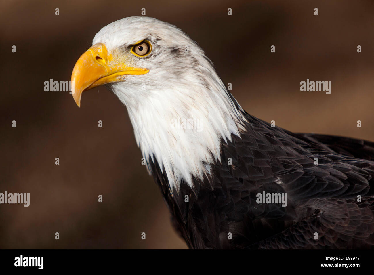 American pygargue à tête blanche Haliaeetus leucocephalus, Banque D'Images
