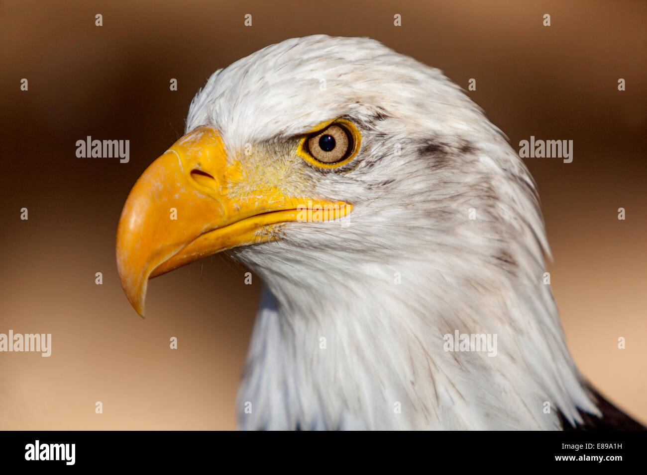 American pygargue à tête blanche Haliaeetus leucocephalus, Banque D'Images
