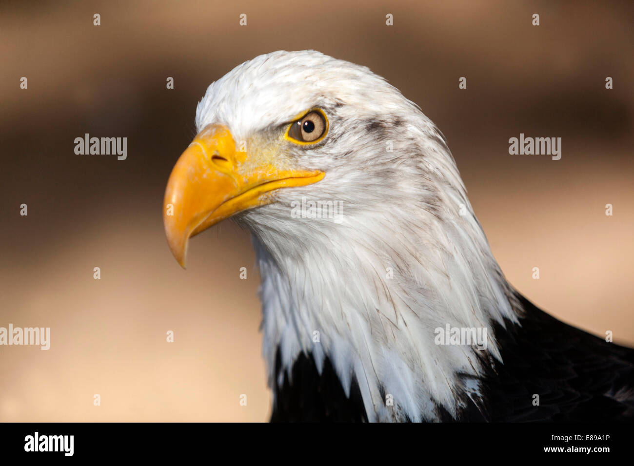 American pygargue à tête blanche Haliaeetus leucocephalus, Banque D'Images