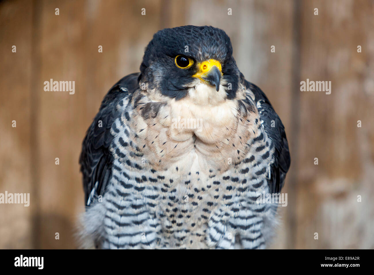 Le faucon pèlerin. Falco peregrinus Banque D'Images