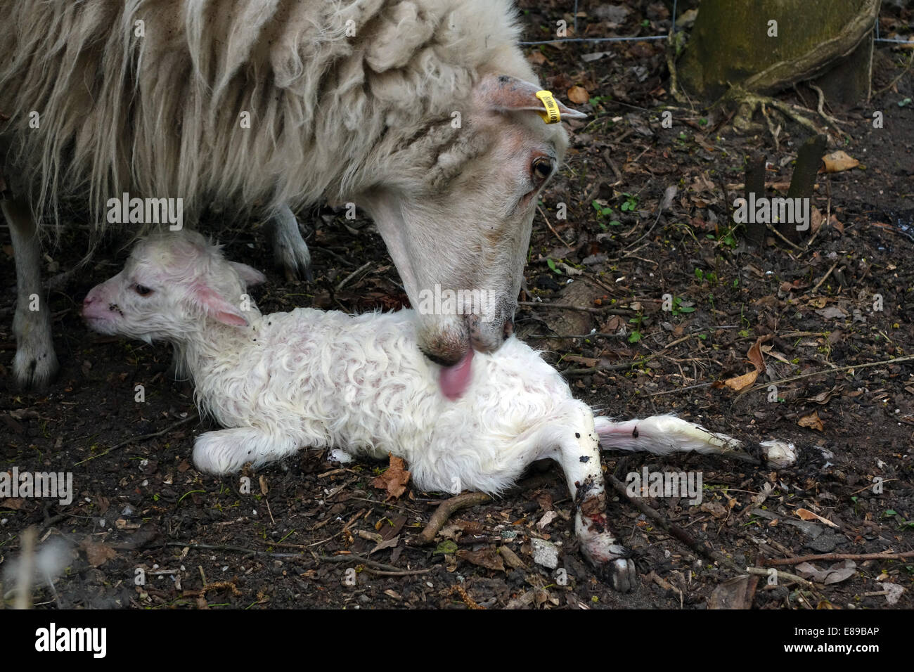 Berlin, Allemagne, ewe lèche un agneau nouveau-né Banque D'Images