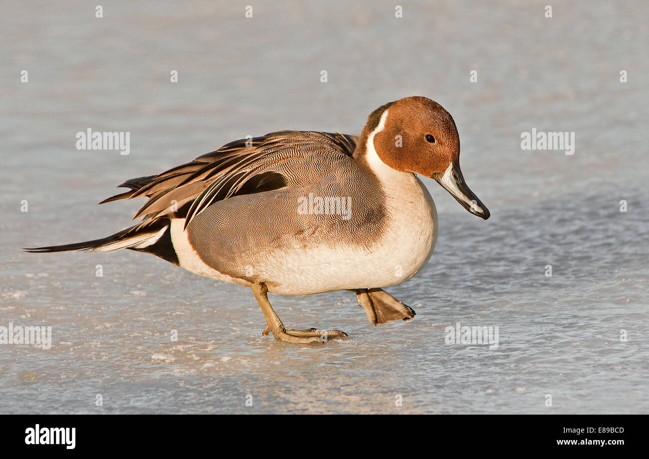 Canard pilet mâle marcher sur un étang gelé sur une froide journée d'hiver. Banque D'Images