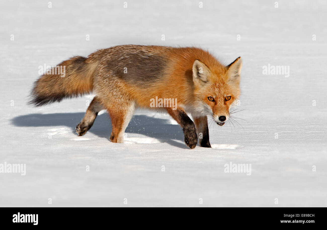 Le renard roux dans la neige. Banque D'Images