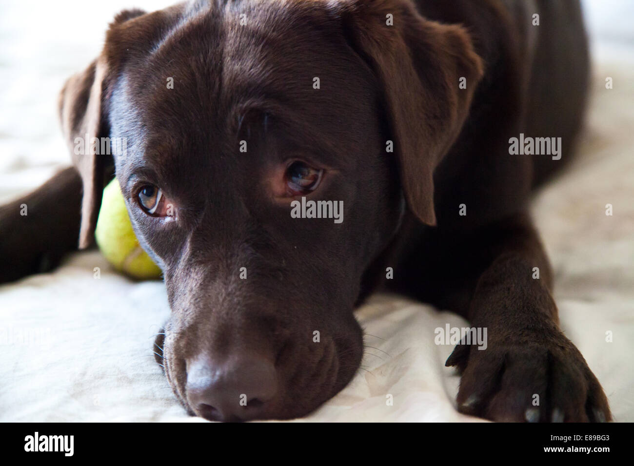 Femelle adulte Labrador Retriever chocolat dog portrait Banque D'Images