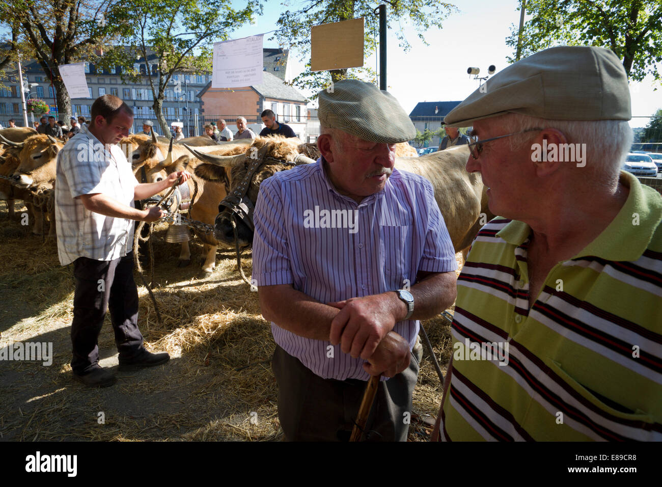 Concours départemental de la race Aubrac à Saint Flour, Cantal, Auvergne, France Banque D'Images