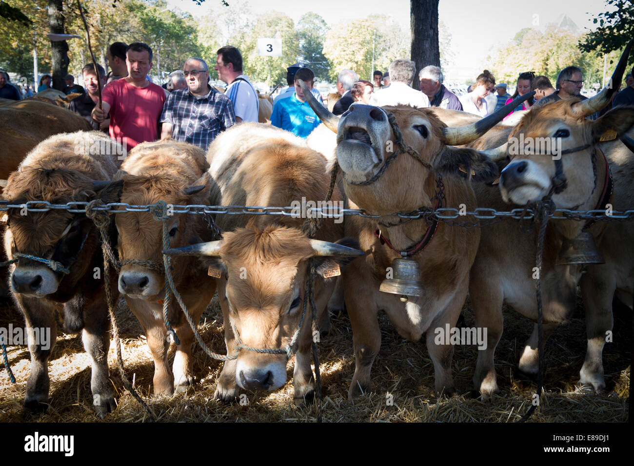 Concours départemental de la race Aubrac à Saint Flour, Cantal, Auvergne, France Banque D'Images