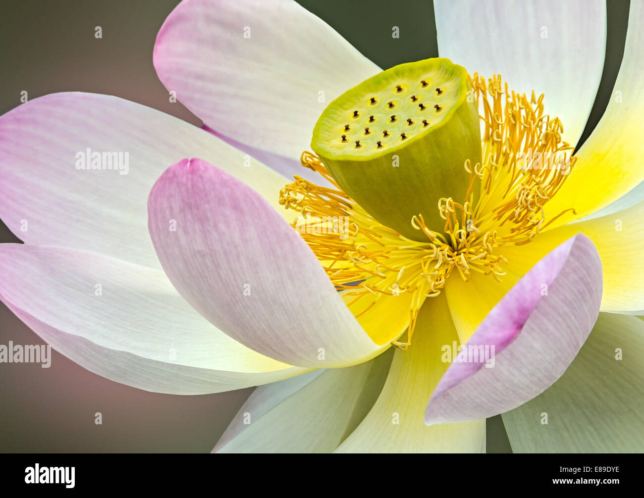 Fleur de Lotus sacré bloom Banque D'Images