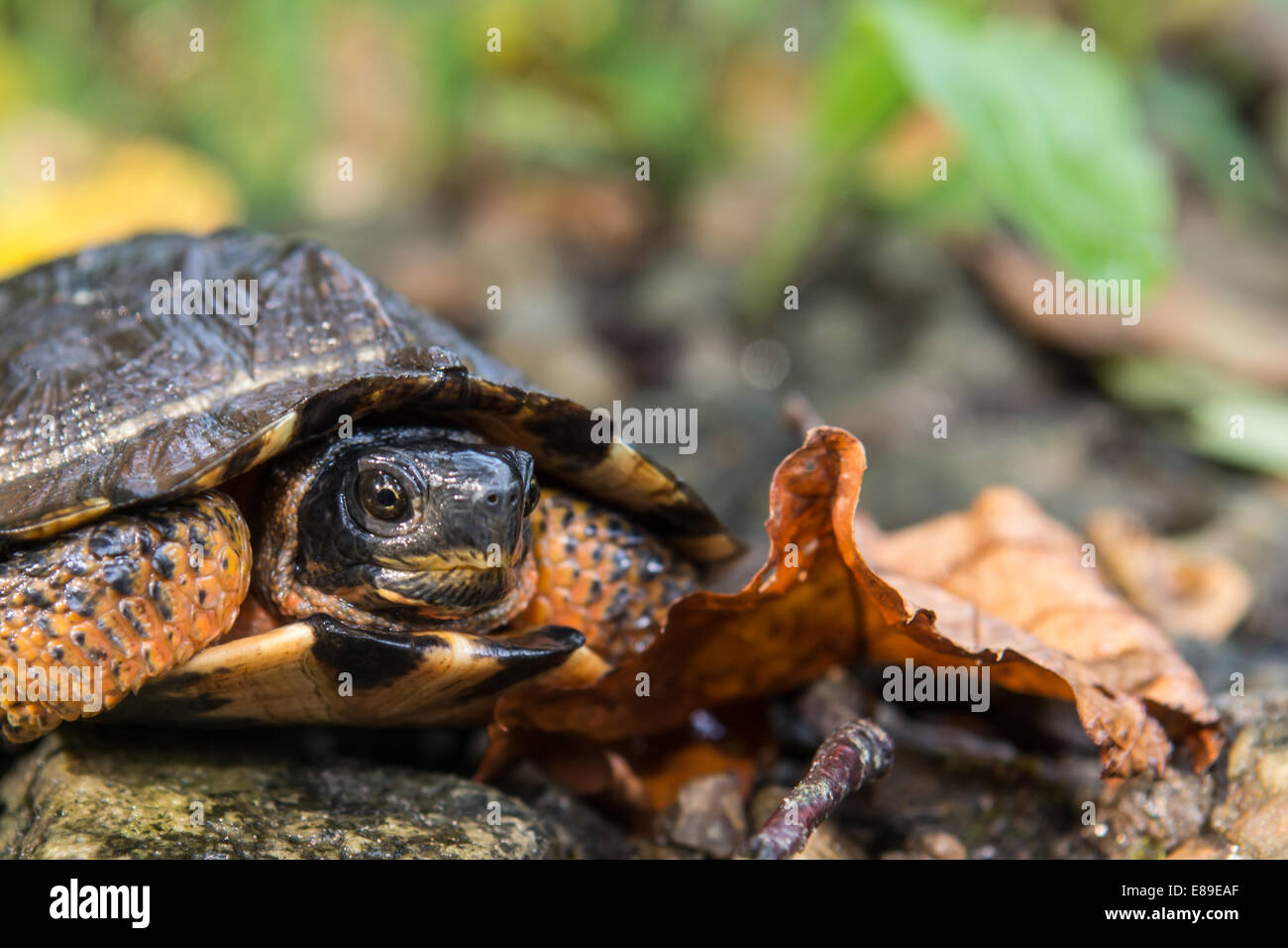 Tortue des bois Banque D'Images
