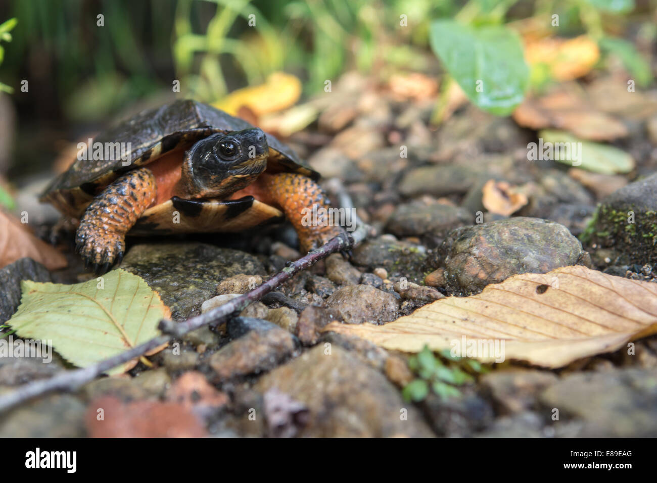 Tortue des bois Banque D'Images