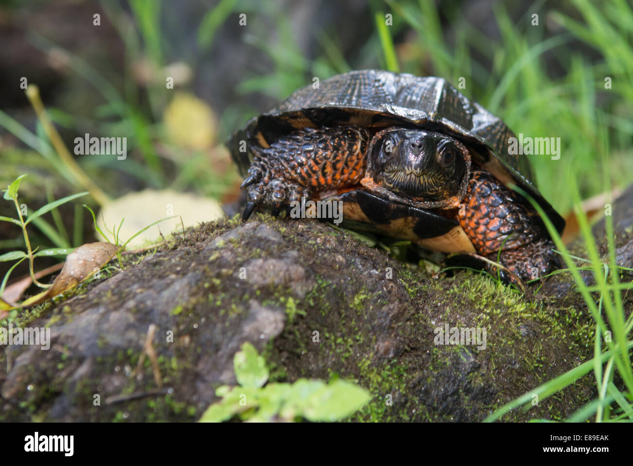 Tortue des bois Banque D'Images